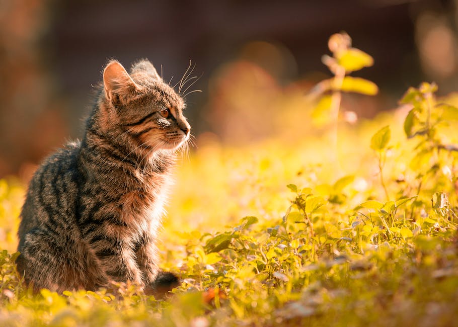 고양이 산소캔