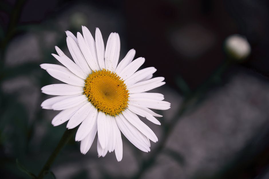 다이소 압축봉