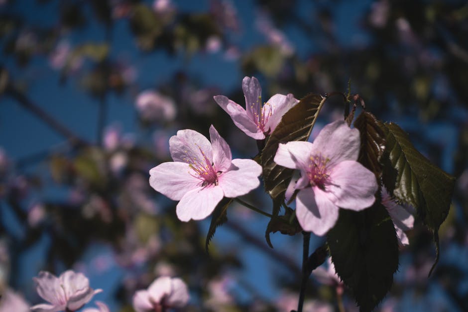 부산벚꽃명소