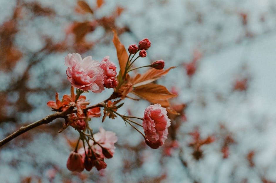 서울벚꽃명소