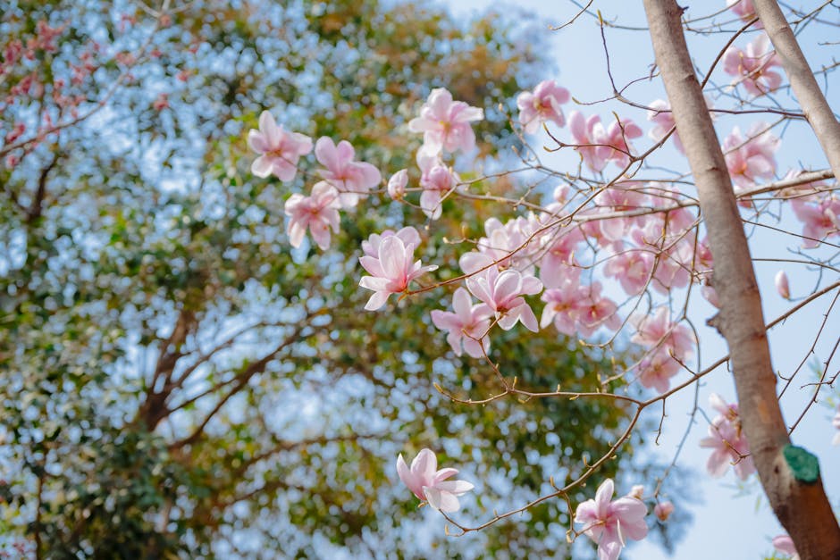 벚꽃개화시기